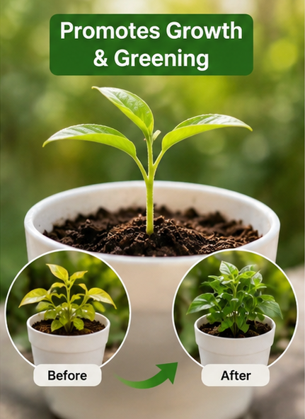 Organic GreenDrop Plant Food Liquid Fertilizer – Plant Growth & Greening | Pack of 1